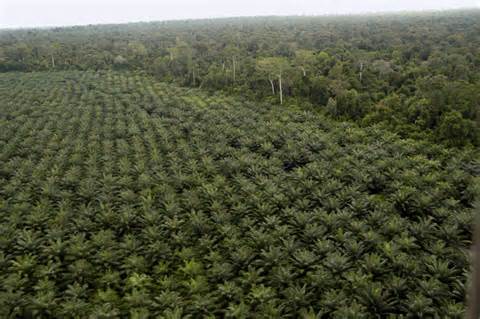 Malaysia palm oil plantations