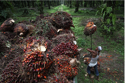 Palm fruit bunch