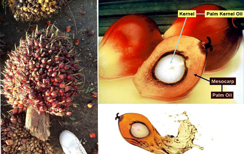 How to extract palm oilextract palm oil from palm fruit bunches from palm fruit bunches?