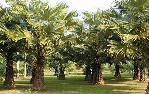 How to reduce palm oil mill effluent?