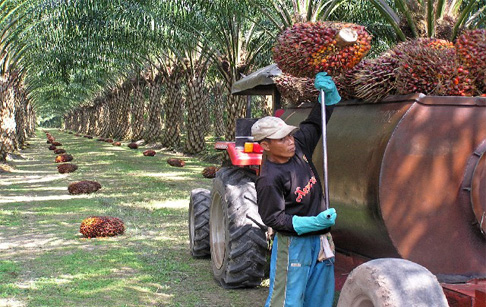 How to deal with a palm oil plantations?