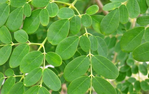 Moringa dehydration plant runing video