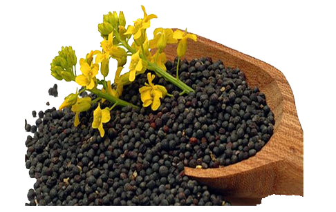 What's the rapeseed oil benefits ?