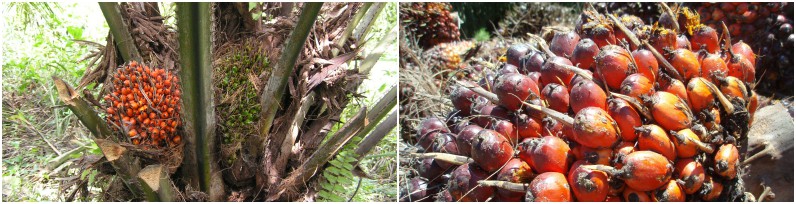 palm kernel fruit