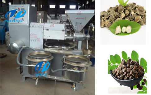 moringa seed oil press machine