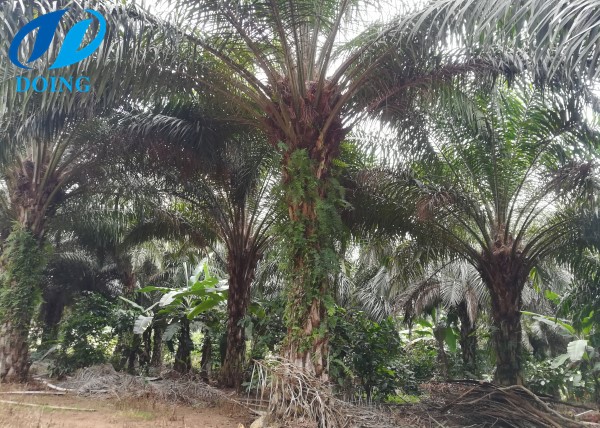 oil palm tree