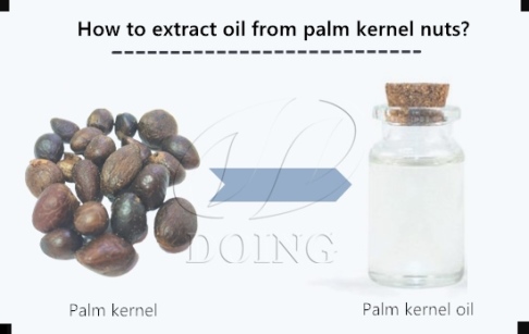 How to extract oil from palm kernel nuts?